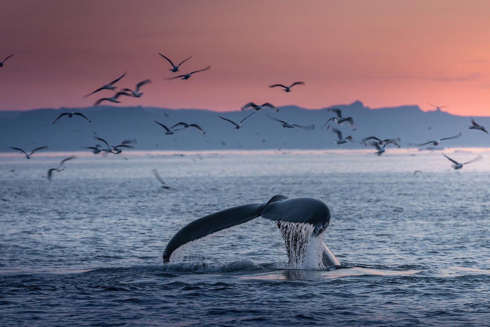 humpback-whales-in-the-beautiful-sunset-landscape-2021-09-01-00-35-35-utc.jpg